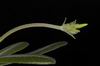 Pachypodium rosulatum (06)