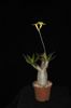 Pachypodium gracilius (03)